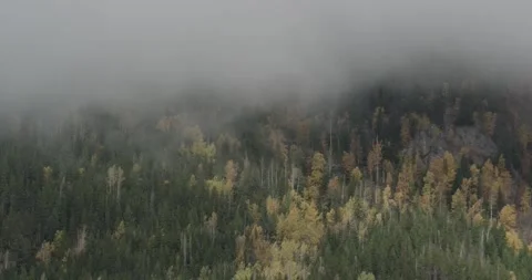 A timelapse of clouds passing over green and yellow trees in the fall Stock Footage 259862765