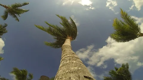 Timelapse Of Clouds Passing Over Palm Tree and Blue Sky on Beach Vidéo 84956904