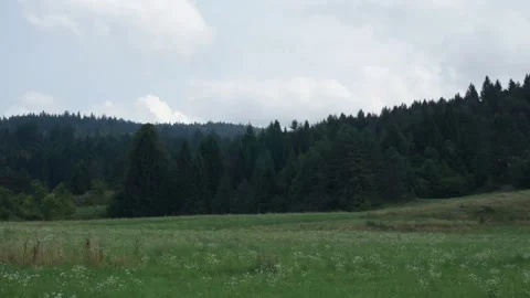 Timelapse of clouds passing over a pine forest in a Slovenian natural park Stock Footage 315435973