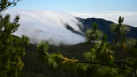 Timelapse: clouds roll down the mountains to the valley of pine trees Stock Footage 201003584