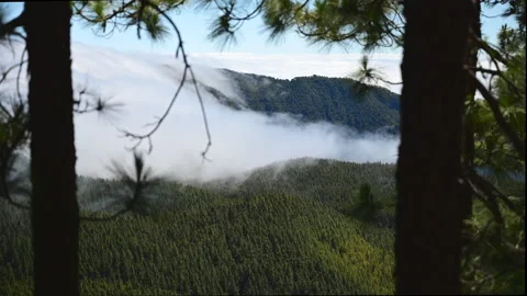 Timelapse: clouds rolling down the mountains, framed with pine trees Stock Footage 201003681