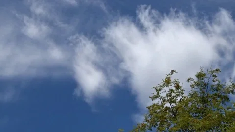 Timelapse : clouds that run fast on the tops of the trees. Stock Footage 77685767