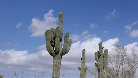 Timelapse of clouds with Saguaro cactus in foreground Stock Footage 78487106