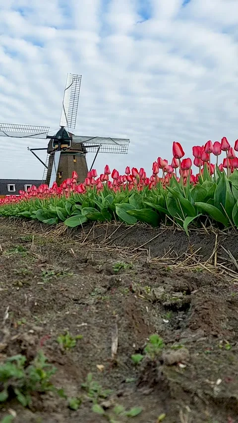 Timelapse of clouds in the sky over a field of red tulips. Stock Footage 241265307
