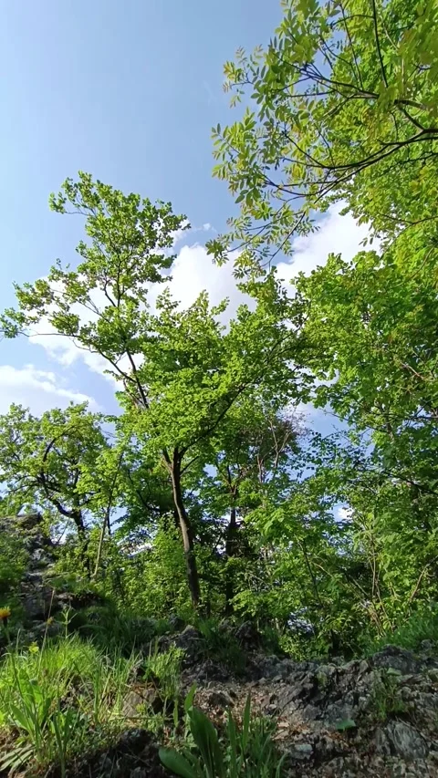 Timelapse clouds in the sky through the foliage Stock Footage 241905455