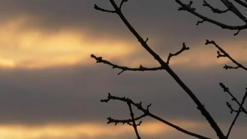 Timelapse of clouds at sunset with tree branches silhouette Stock Footage 150897453