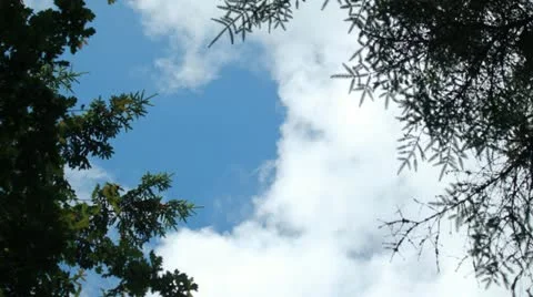 Timelapse of clouds through trees Video stock 11862941