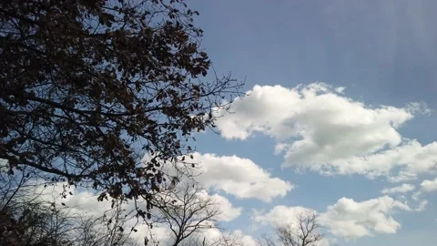 Timelapse clouds tree wind 4k - Timelapse nuvole con albero e vento Stock Footage 235195998
