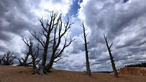 Timelapse of clouds with trees in Bryce Canyon National Park, Utah, USA Stock Footage