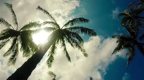 Timelapse of clouds while looking up at a Palm Tree in 4K Stock Footage 42450468