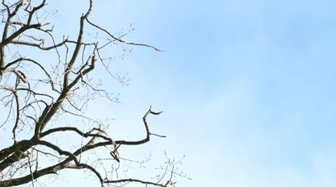 Timelapse Cloudscape Stock Footage 7994211