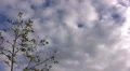 Timelapse Cloudscape HD01 HD Footage