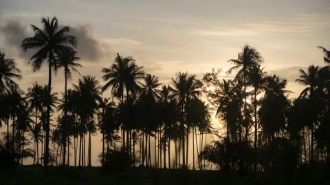 Timelapse cloudy move above palms silhouette nearby beach Video stock 205274593