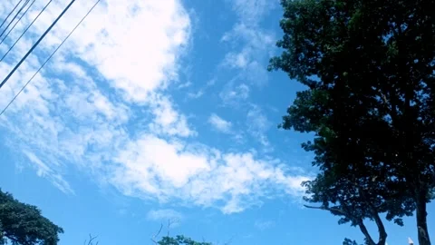 Timelapse of Cloudy Sky and Tree Canopy on a Sunny Day Stock Footage 318730994