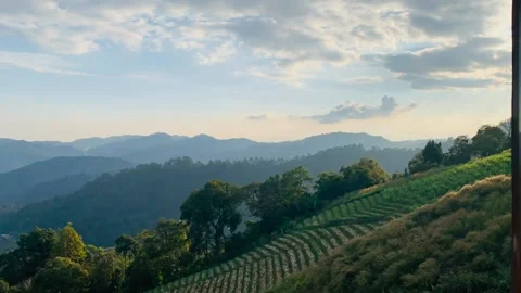 Timelapse cloudy on tea field in springtime with sunset background Stock Footage 150504139