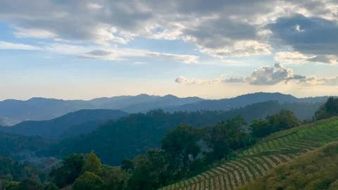 Timelapse cloudy on tea field in springtime with sunset background Stock Footage 150504191