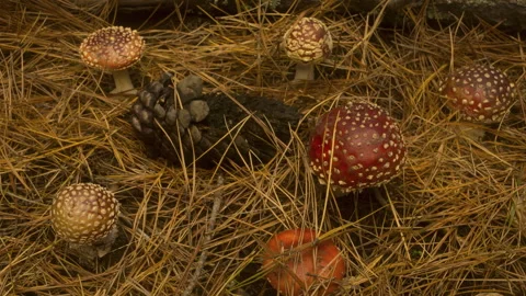 Timelapse of cluster of Distinctive Fly agaric fungus growing in the pinewoods Video stock 130577819