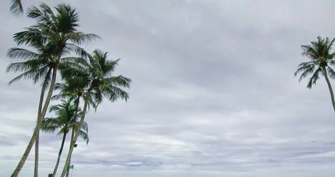 Timelapse of coconut palm tree with cloudy sky Stock Footage 164576586