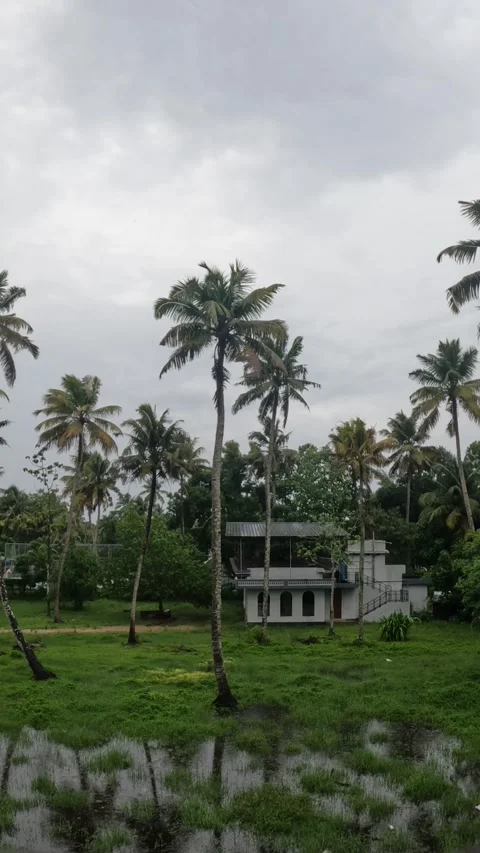 Timelapse of Coconut Trees Swaying in Wind Stock Footage 313149619
