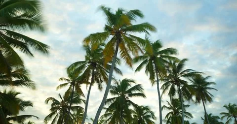 Timelapse of coconut trees on a windy evening at Jambiani beach. Zanzibar, Stock Footage 81571874