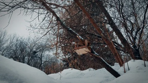 Timelapse cold winter Siberian forest 스톡 동영상 124527873