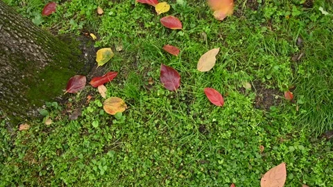 Timelapse of  colored leaves falling on the grass near the trunk, in the au Stock Footage 169713645