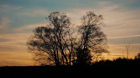 Timelapse of colourful sunset with trees silhouetted Stock Footage 74457588
