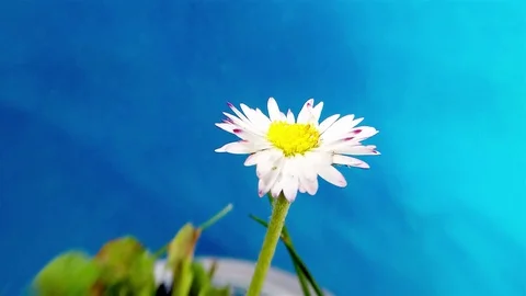 Timelapse common daisy closing and opening again Stock Footage