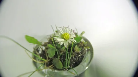 Timelapse of common daisy drying out Stock Footage