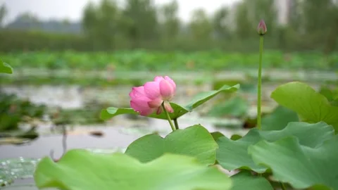 Timelapse of Concrete Pouring and Framework Assembly Stock Footage 304313737