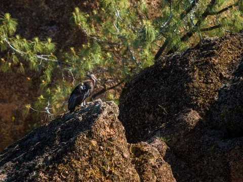 Timelapse of Condor in Wilderness 4.6K Stock Footage 81571200