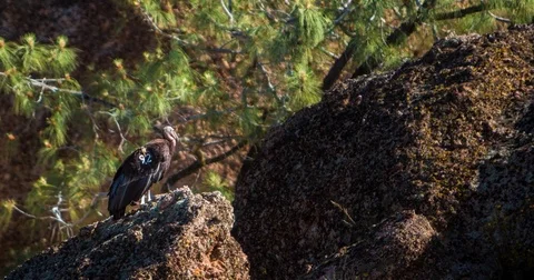 Timelapse of Condor in Wilderness 4K Stock Footage 81537881