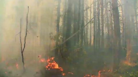 Timelapse of a controlled burn in a pine forest, 2019 Stock Footage 113401816