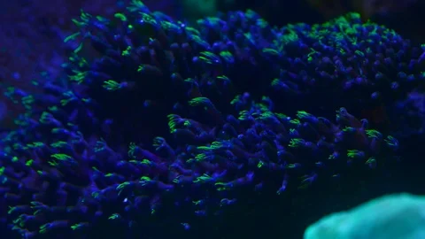 Timelapse of coral green star polyp moving Stock Footage 104596927