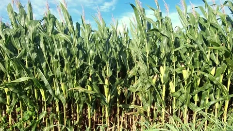 Timelapse of Corn blowing in breeze, 4K Stock Footage 250102214