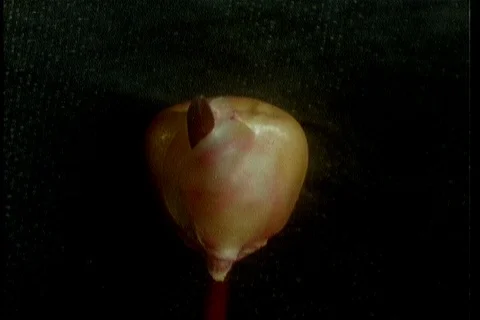 Timelapse corn root development from seed germination Video stock 122950333