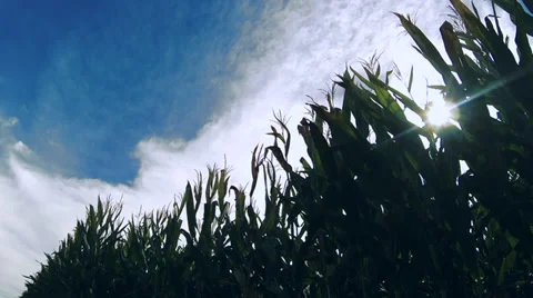 Timelapse: Cornfield and sky Stock Footage 32150610