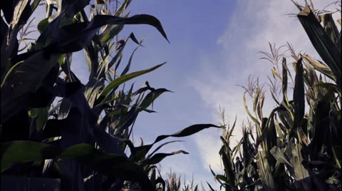 Timelapse: Cornfield and sky Stock Footage 32150611