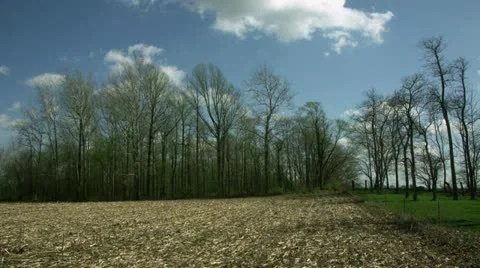 Timelapse cornfield landscape Stock-Footage 11560925