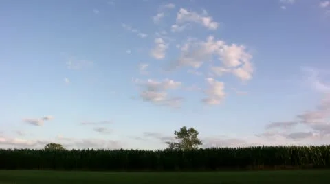 Timelapse cornfield landscape Vídeo Stock 11608195