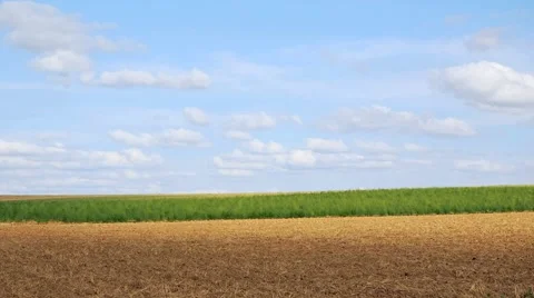 Timelapse from a cornfield in summer Stock Footage 40759038
