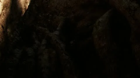 Timelapse cottonwood tree 스톡 동영상 11546518