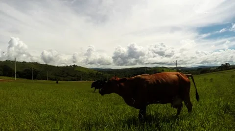A Timelapse of Cows in a field Stock Footage 48658133
