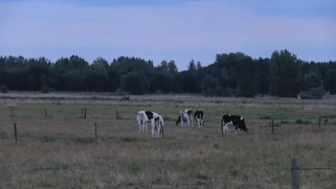 Timelapse of cows grazing during sunset Stock Footage 208372704