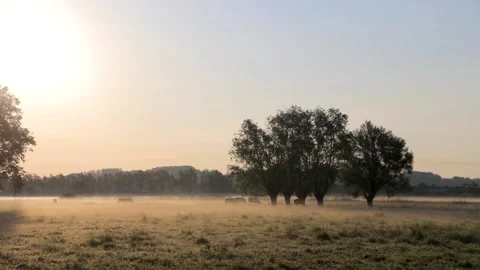A timelapse of cows grazing in a field Stock Footage 152976122