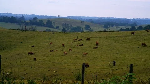 Timelapse of Cows Grazing on Green Pasture Grass Meadow Maleny Hills Queens.. Stock Footage