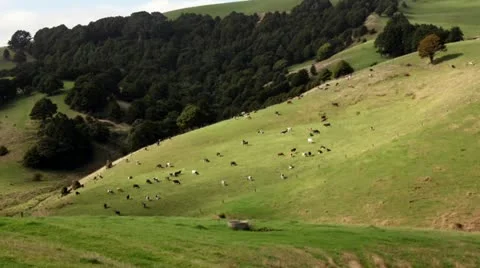 Timelapse of cows grazing on a steep hill in New Zealand Stock Footage 11526308