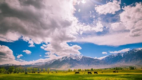 Timelapse - Cows wondering around on the Grass Field - 4K Stock Footage 91567768