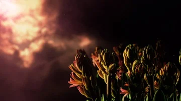 Timelapse crocus in a dark background  Stock Footage 85687367