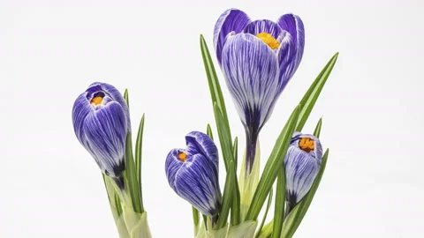Timelapse of crocus flower blooming on white background Stock Footage 126312167